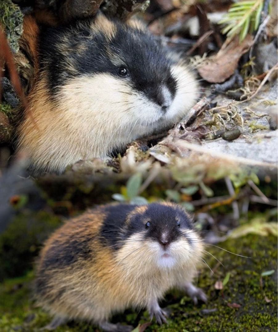 y 新作 Lambeth Lemming 新品·タグ付き