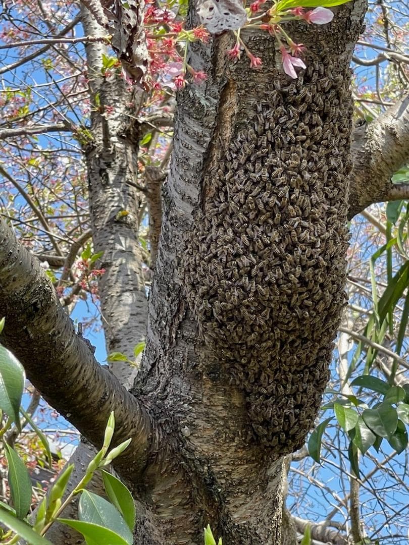 日本ミツバチ純粋100%蜂蜜 600g×２本
