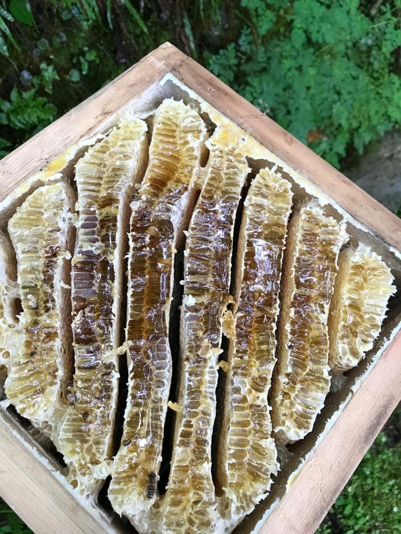 日本ミツバチ純粋100%蜂蜜 600g×２本