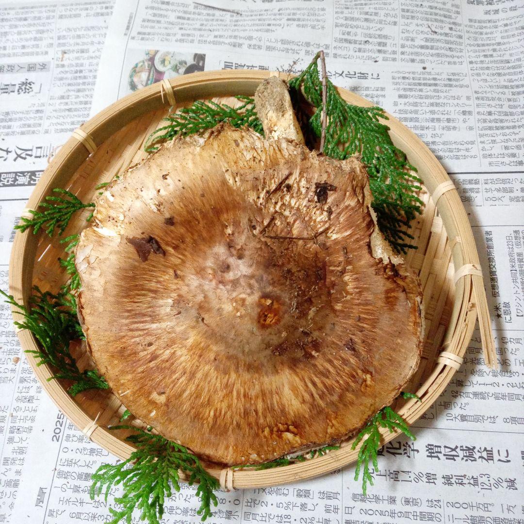 長野県産　松茸　146g ④