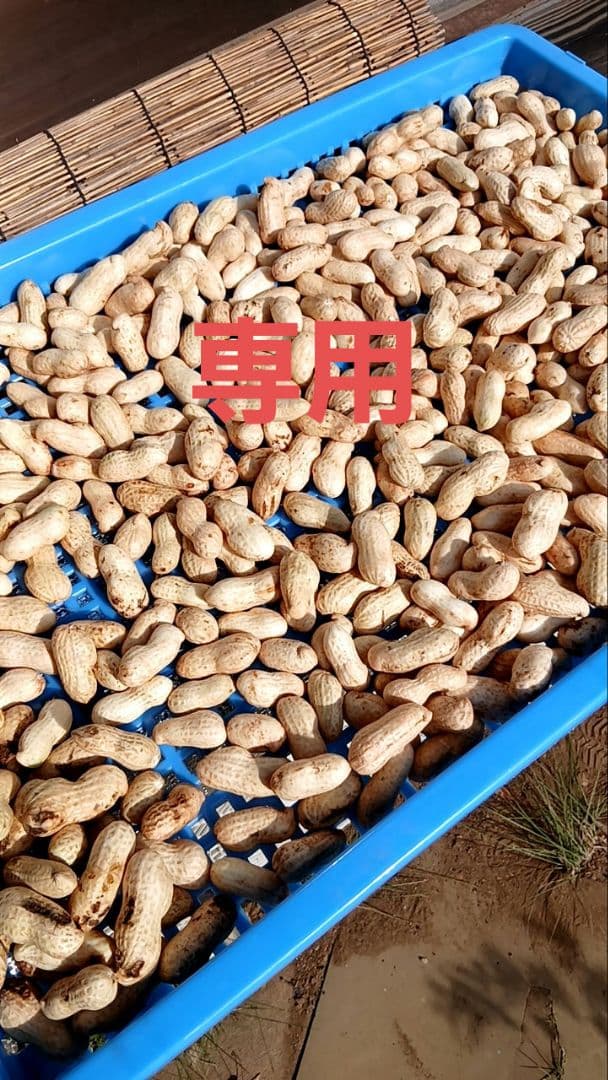 専用　おおまさり10キロ