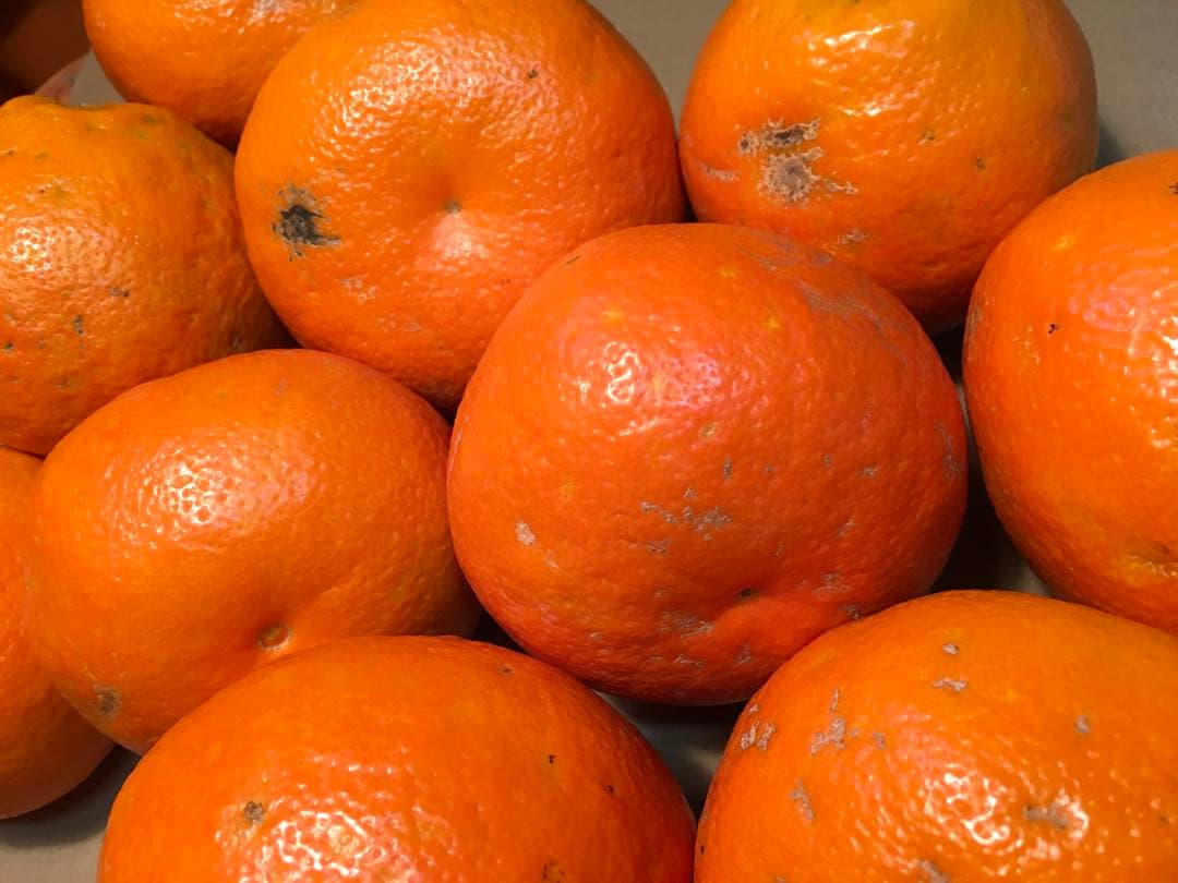 愛媛の伊予柑☆混合サイズ☆ご家庭用☆4.５kg×３ケース