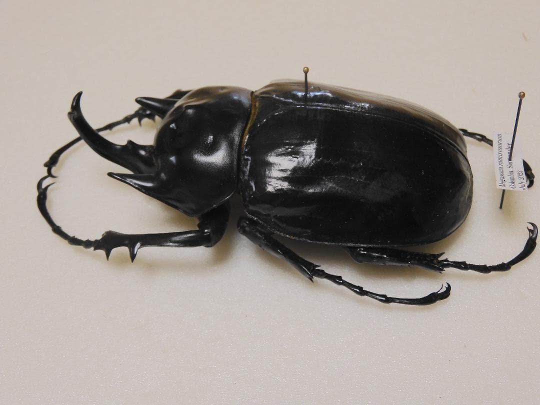 コロンビア産　ラミレスゾウカブト　90mm