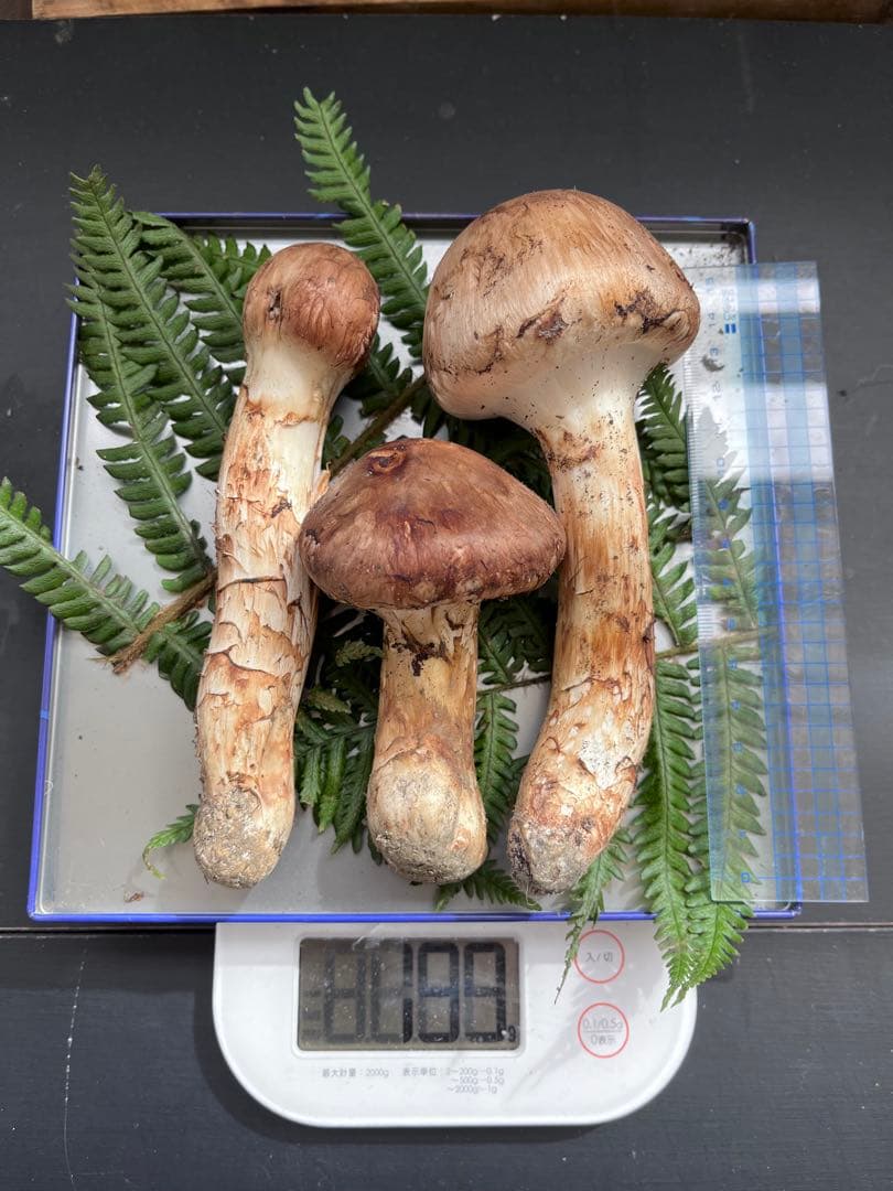 信州上伊那産　松茸① 199g