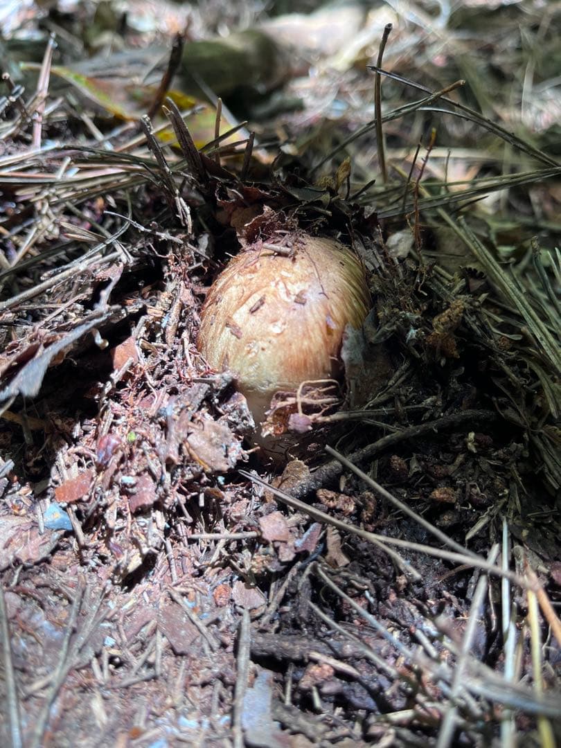 信州上伊那産　松茸① 199g