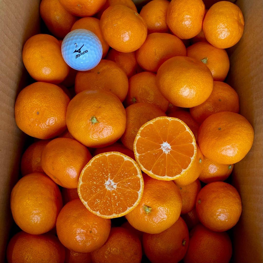 クロ! 温州みかん 樹熟大坊みかん 秀品(贈答品同様)Sサイズ10kg