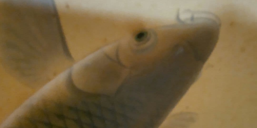 掛軸　双鯉　園泉作