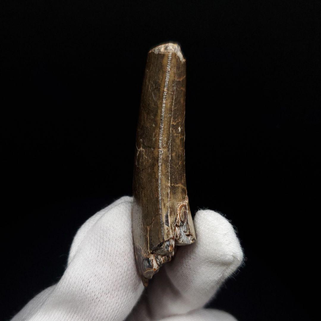 アフロベナトル 歯 化石 本物 二ジェール産 53.98mm fr142