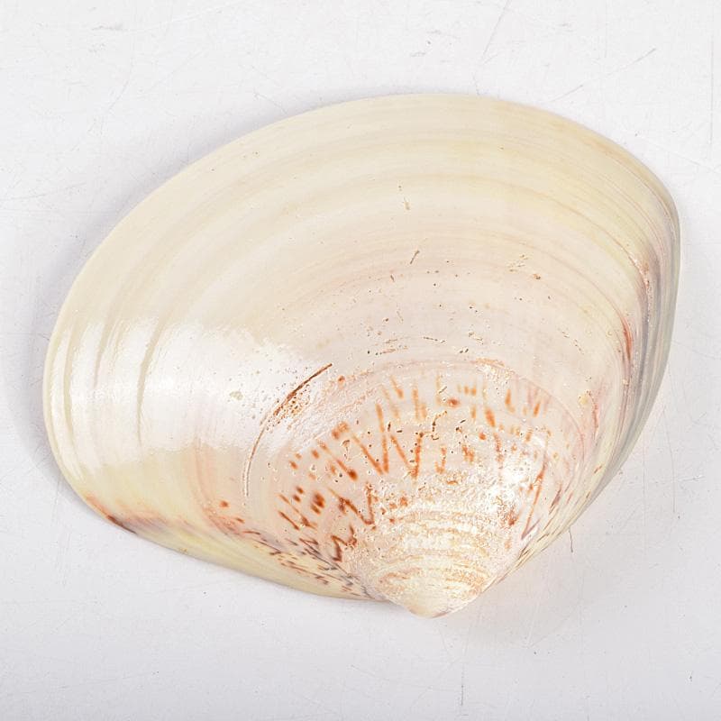 茶道具　宗廣工房　道場宗廣作　蛤香合　堀内宗完(兼中斎)極め箱　M　R9307