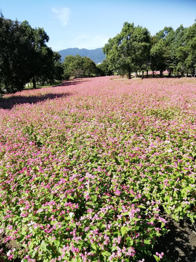 ♥️稀み♦限定セット品《幻の天然完熟百花蜜》『日本みつばち自然完熟秋蜜の2瓶』
