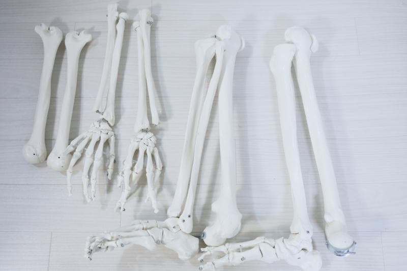 ◆骨格模型 人体模型 等身大　ヒューマンスカル 整体医学理科