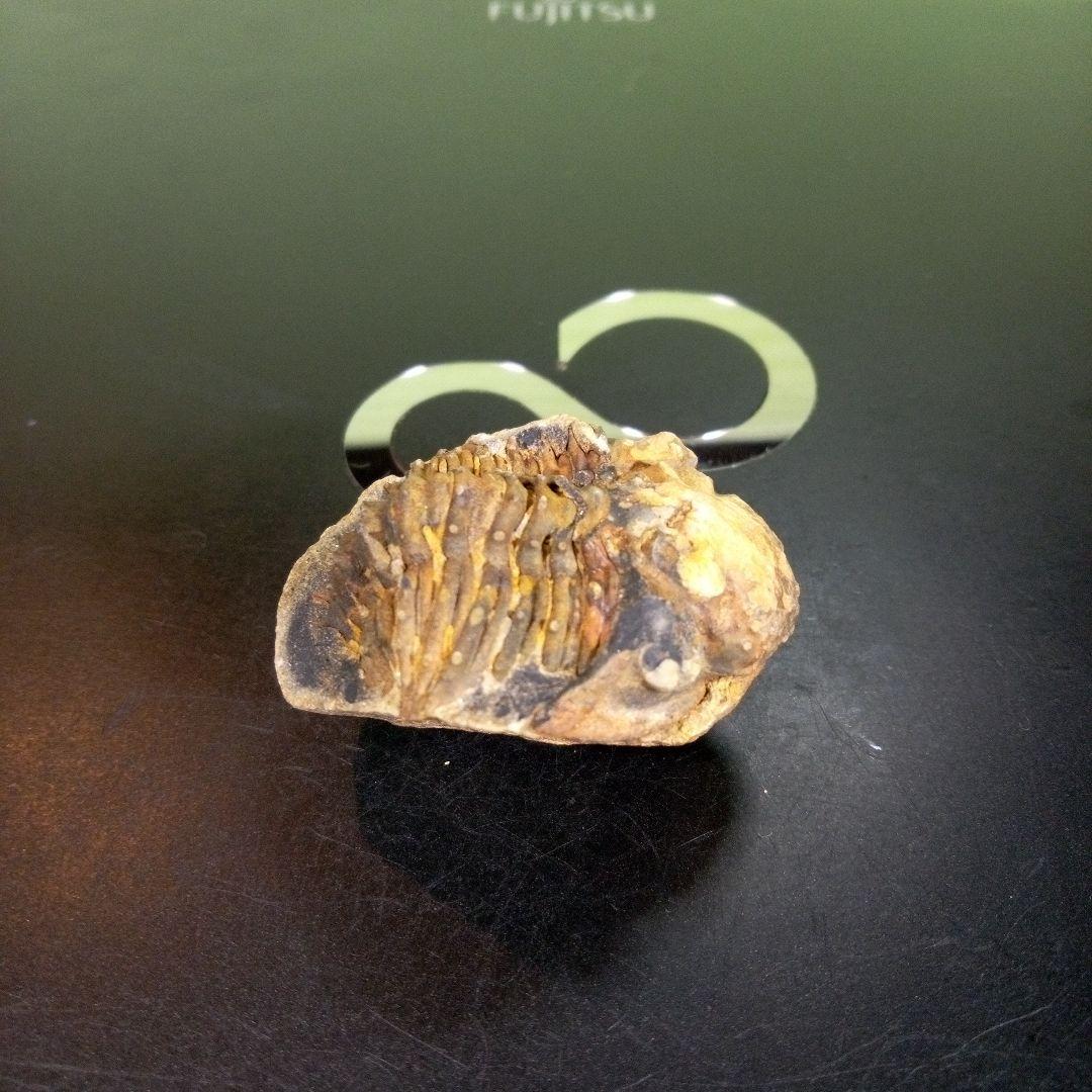 三葉虫　化石　fossil　ボリビア産　trilobite　海生動物識別③