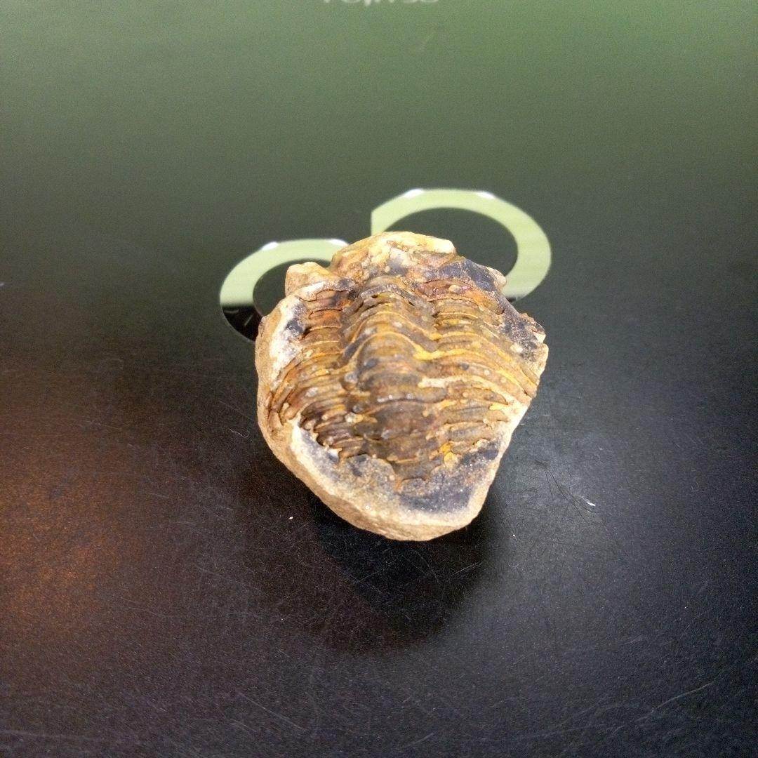 三葉虫　化石　fossil　ボリビア産　trilobite　海生動物識別③