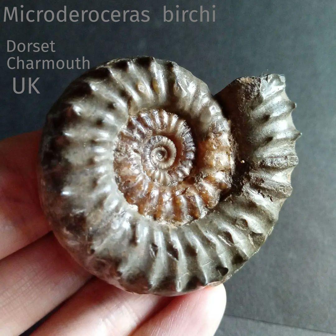 イギリス産　ジュラ紀　アンモナイト　刺々　希少種