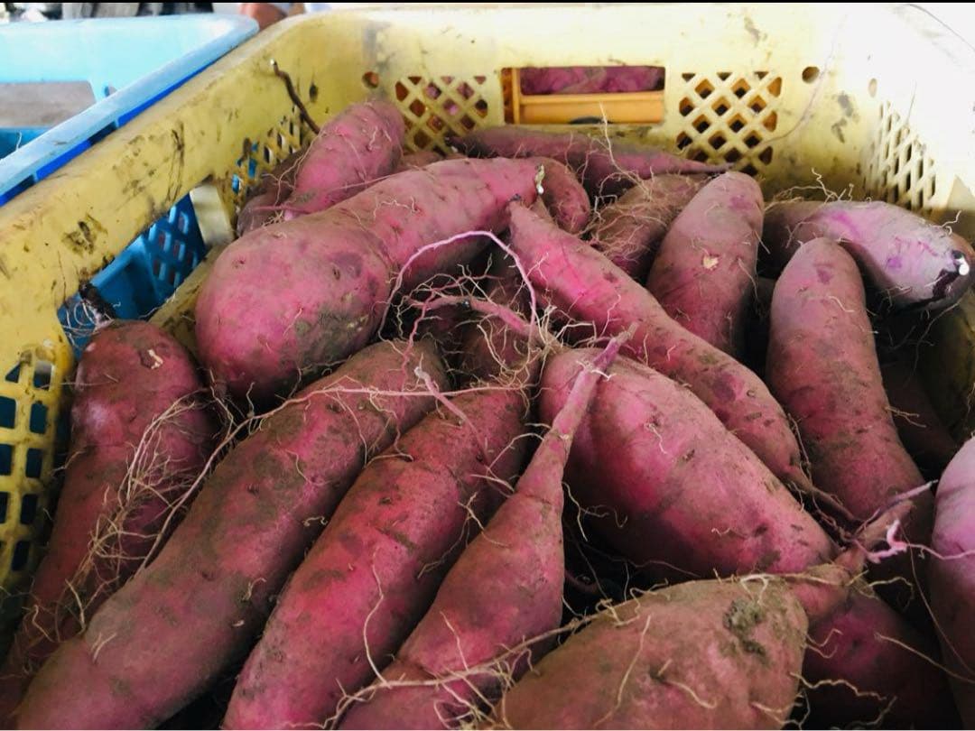 鹿児島県産さつまいも《紅はるか》20kg