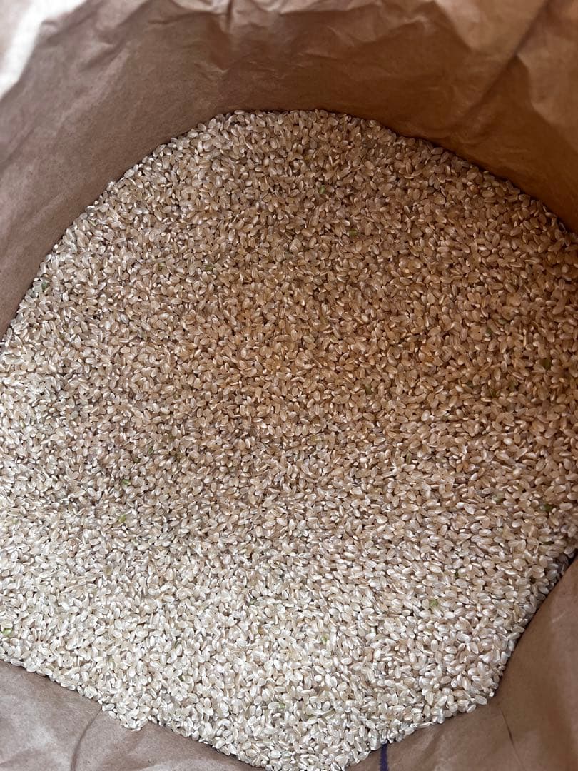 R7 新米　お米　彩のきずな　玄米30キロ　送料込み