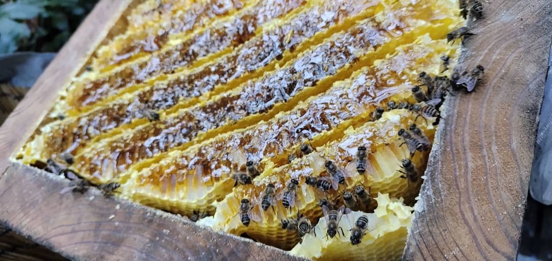 天然物！日本蜜蜂の巣蜜