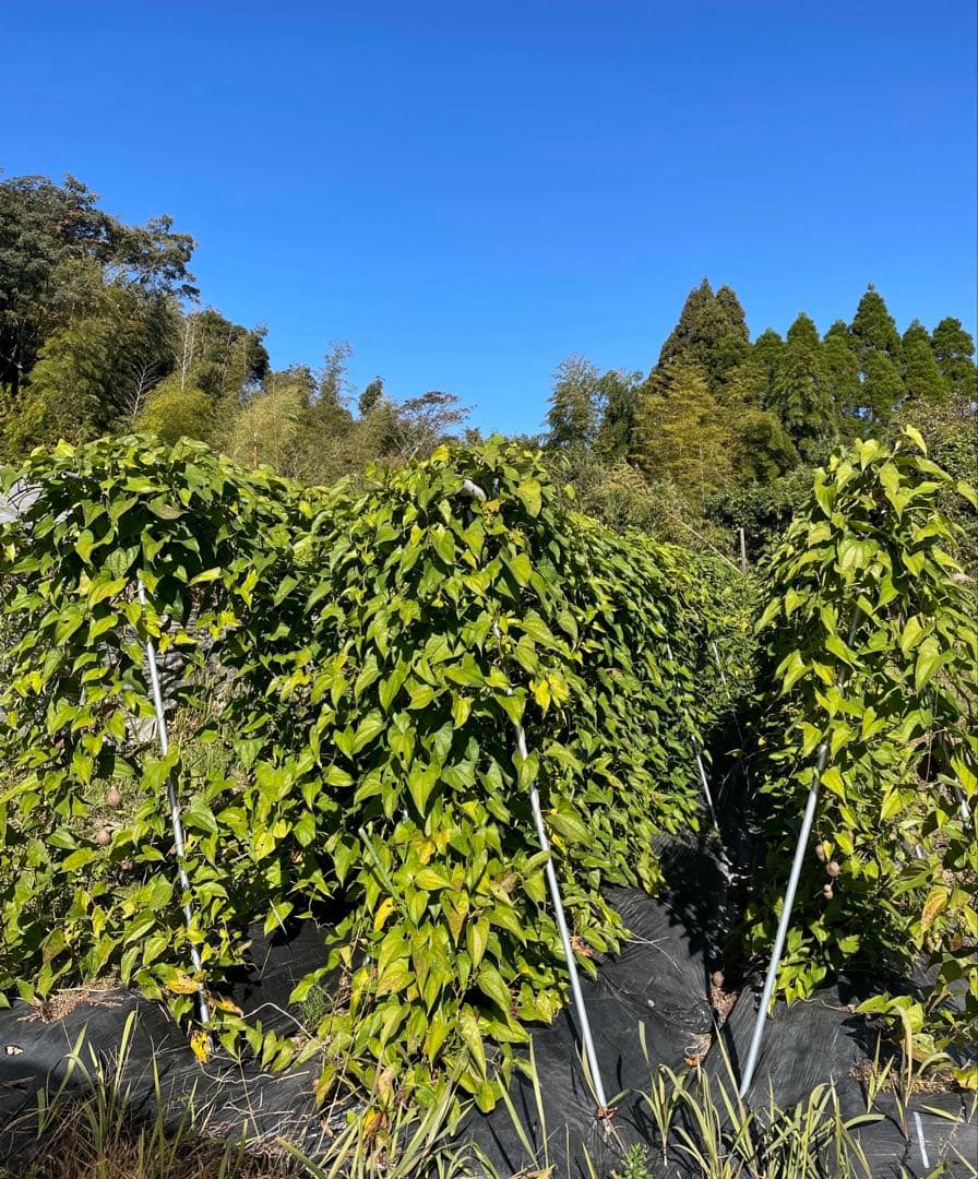 鹿児島県産 農薬・化学肥料不使用 紫山芋 12kg