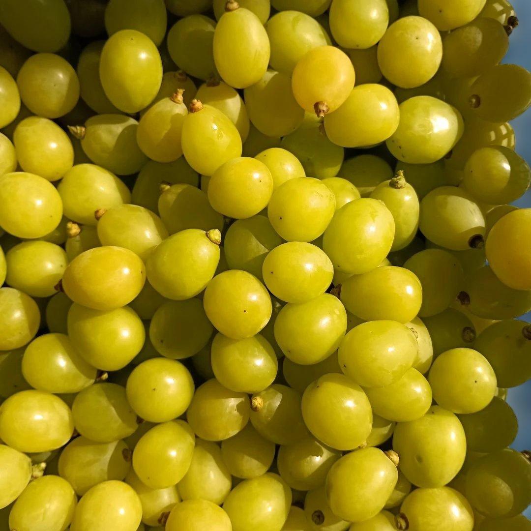 シャインマスカットの大粒グリーン多め入り、5キロ入りの粒パック入りになります。