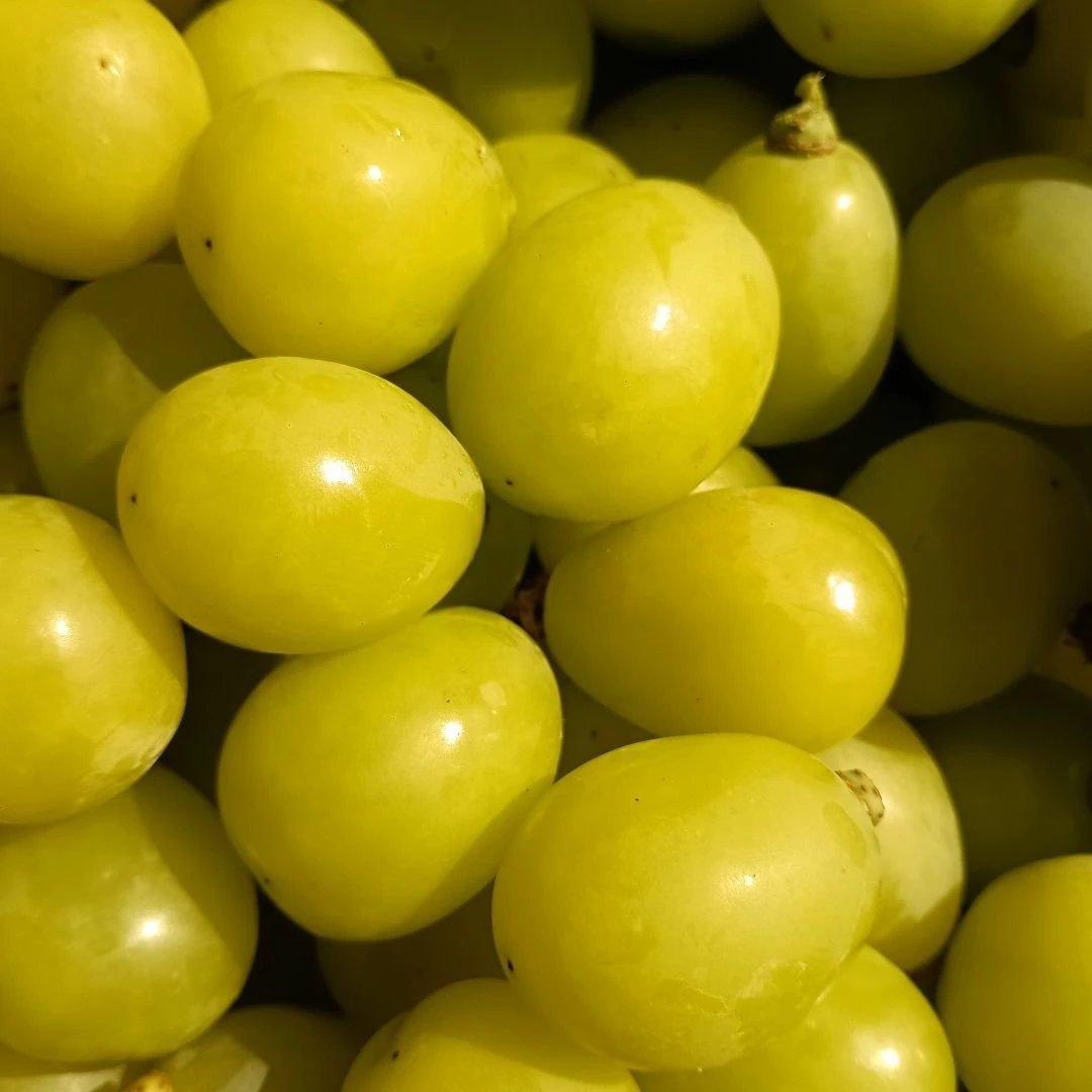 シャインマスカットの大粒グリーン多め入り、5キロ入りの粒パック入りになります。