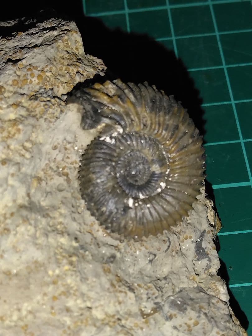 ドイツ産　アンモナイト　ガランティアナ　ジュラ紀　化石