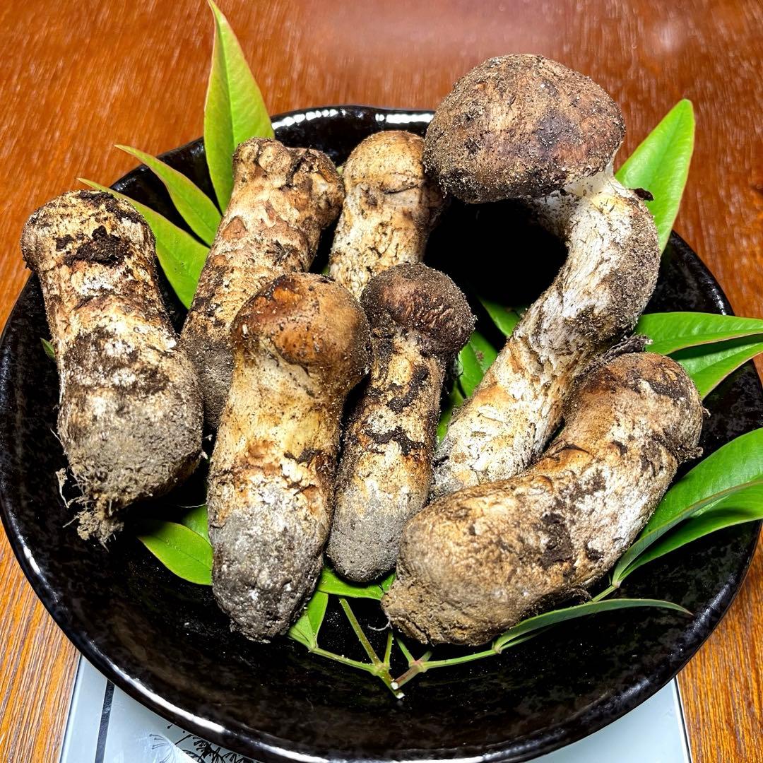 【ゆうすけ】南信州産　天然松茸　10/13 午後採れ