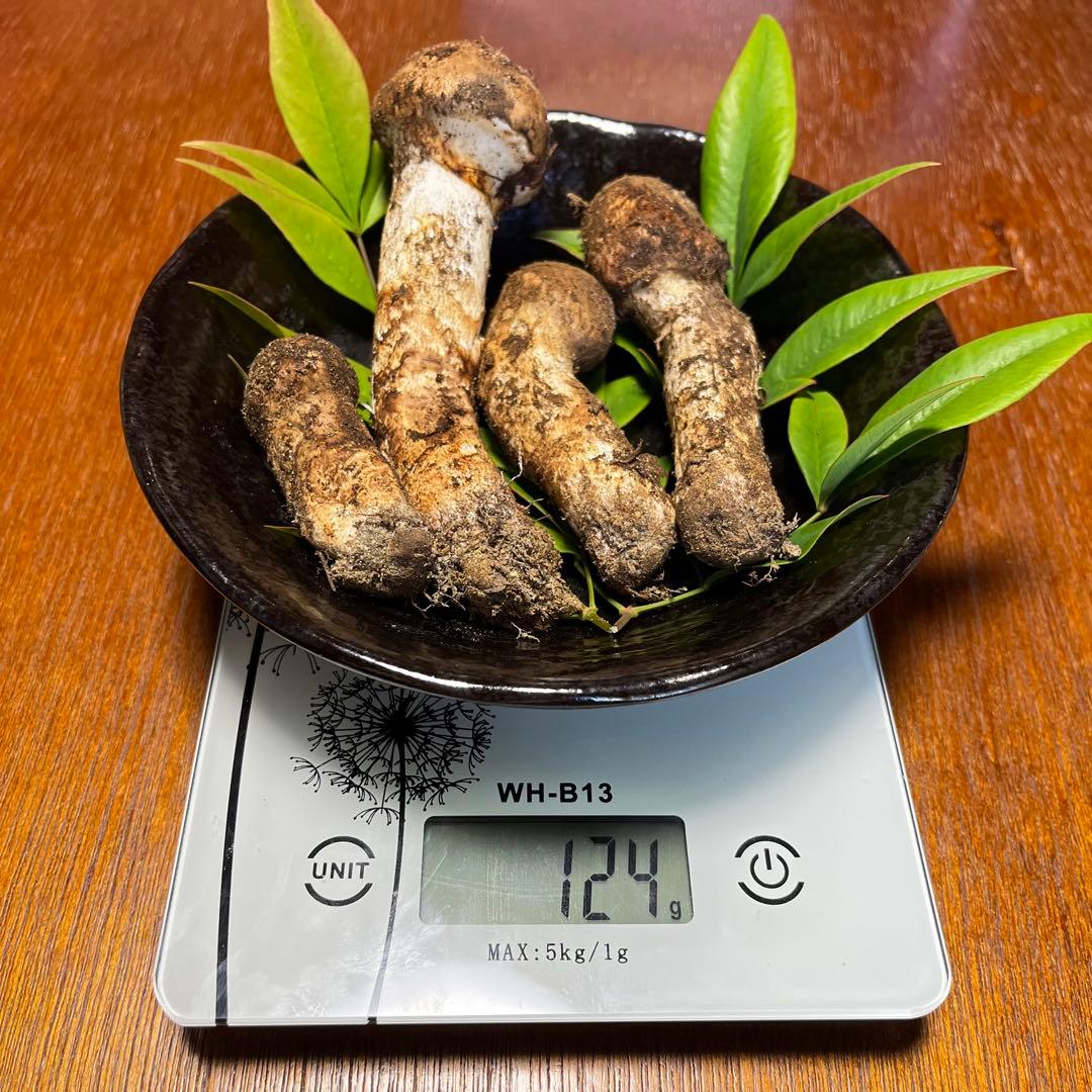 【ゆうすけ】南信州産　天然松茸　10/13 午後採れ