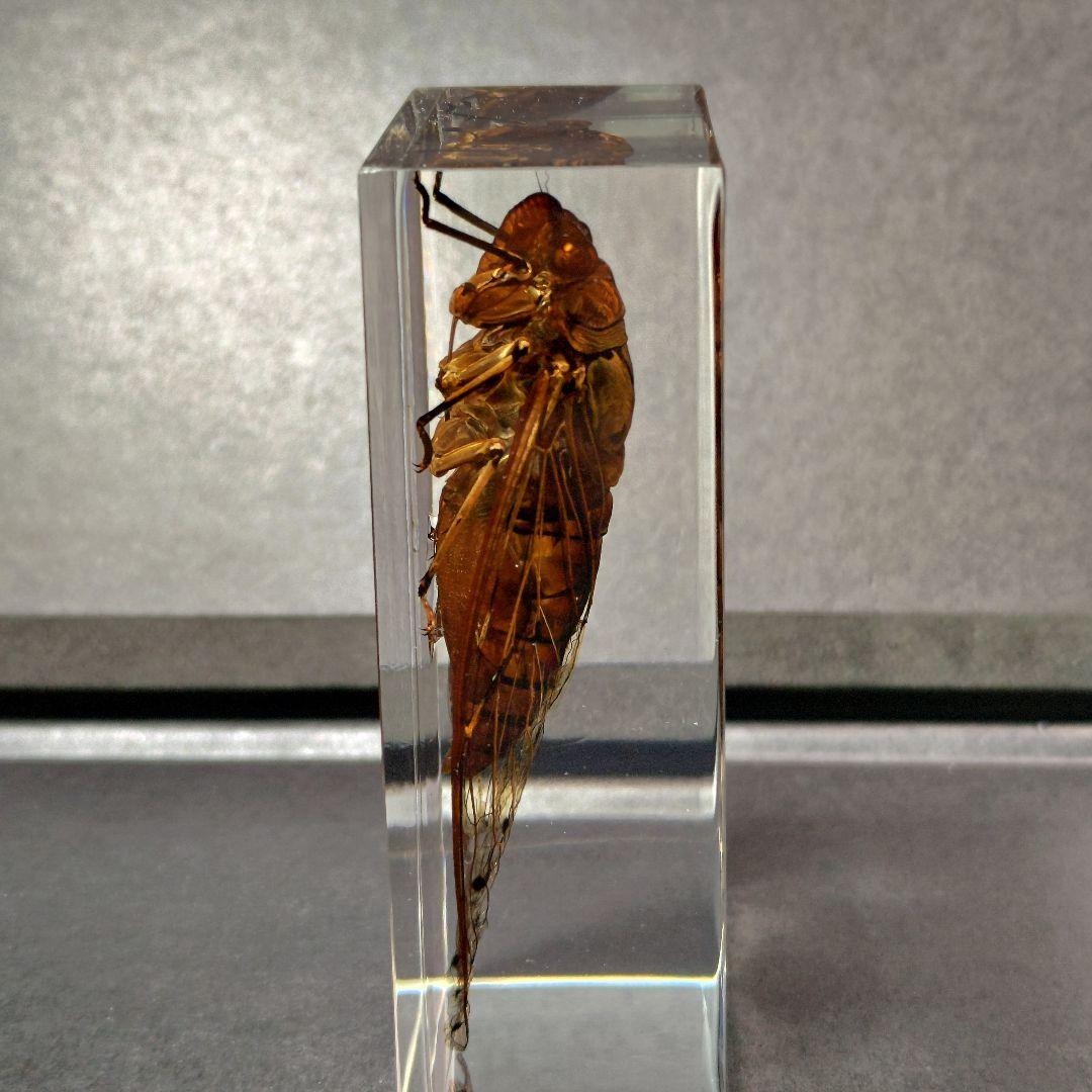 セミ レジン封入標本 テイオウゼミ