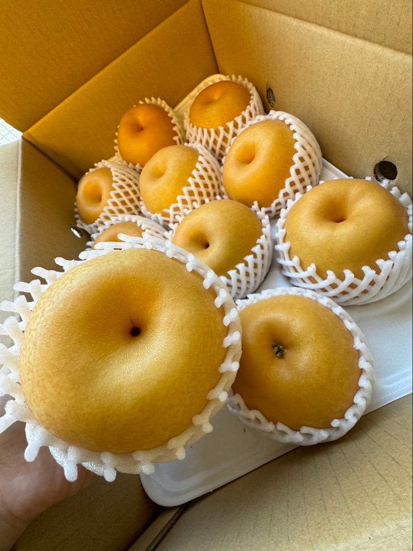 梨　新高梨　10玉　　09