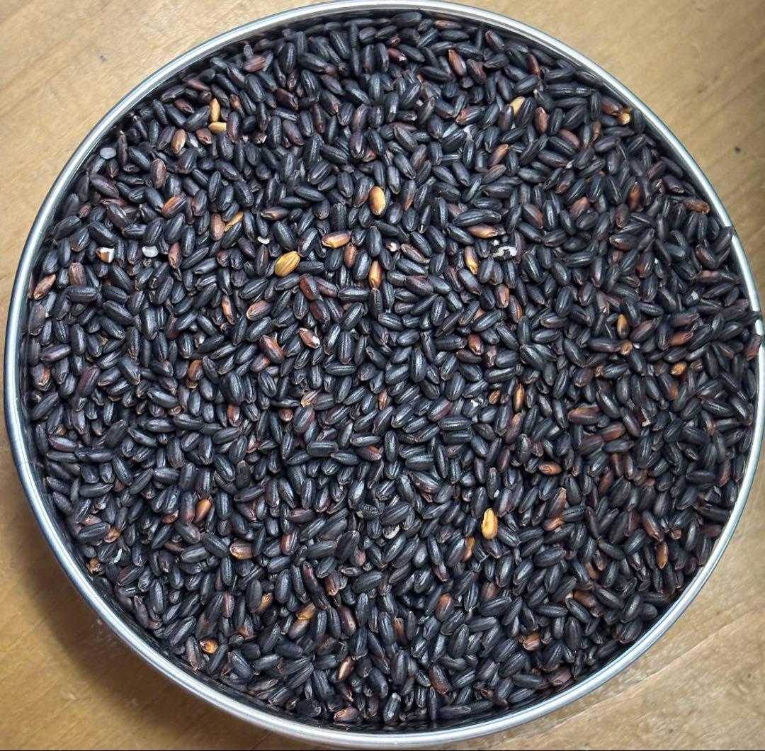 7年度愛知県産 黒米 15Kg