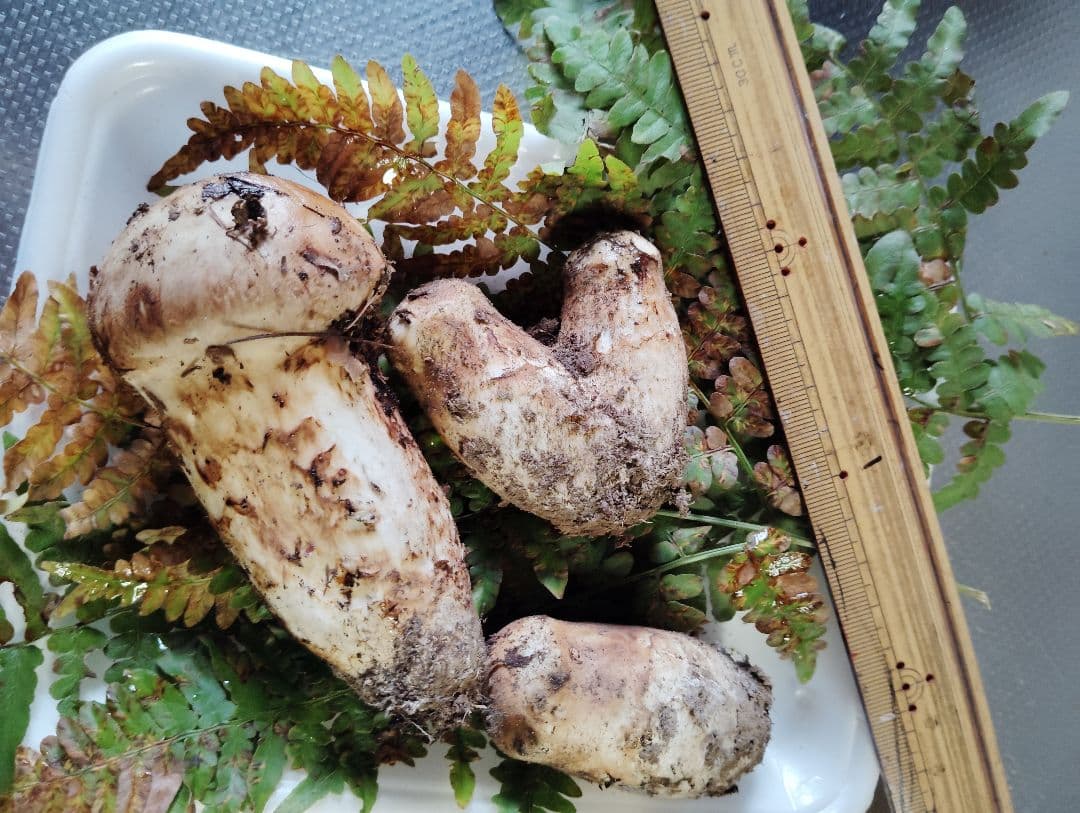 岩手県産松茸　150グラム