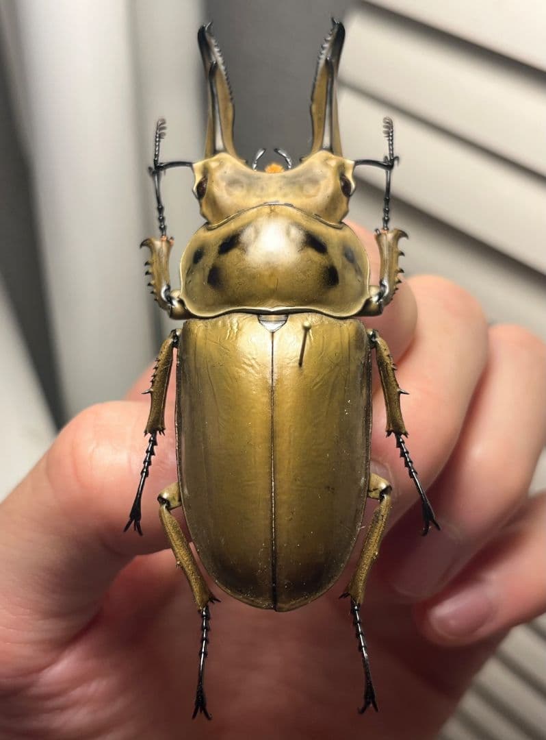 【75mm】モセリオウゴンオニクワガタ Allotopus　昆虫標本