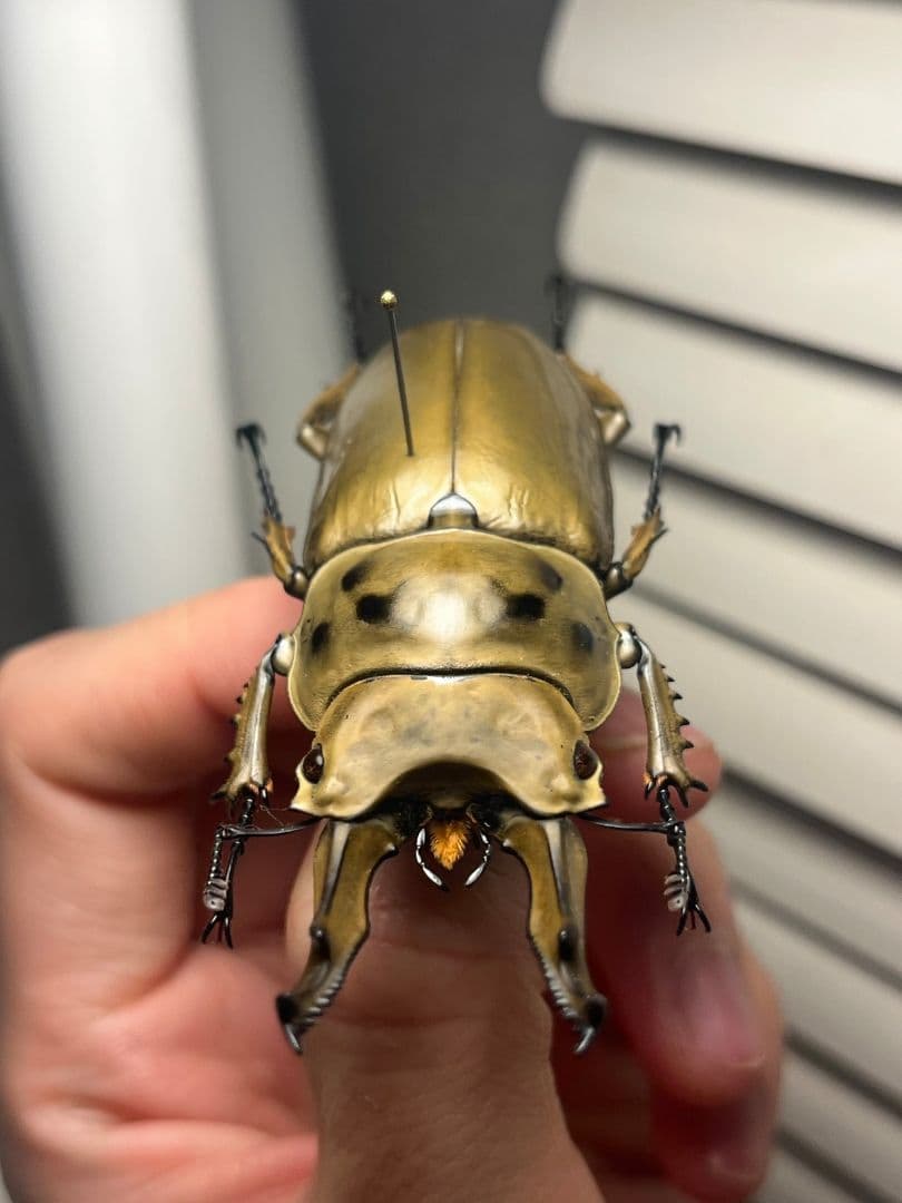 【75mm】モセリオウゴンオニクワガタ Allotopus　昆虫標本