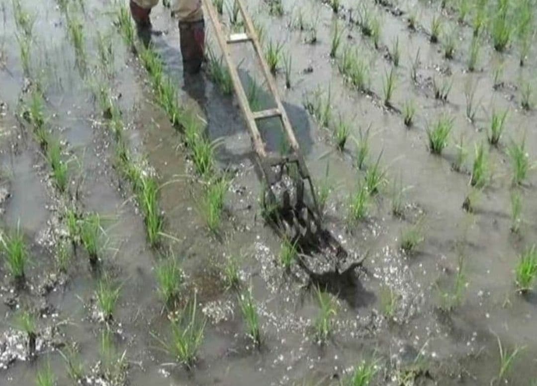鳥取県産 プリンセスかおり 減農薬 精米10㌔