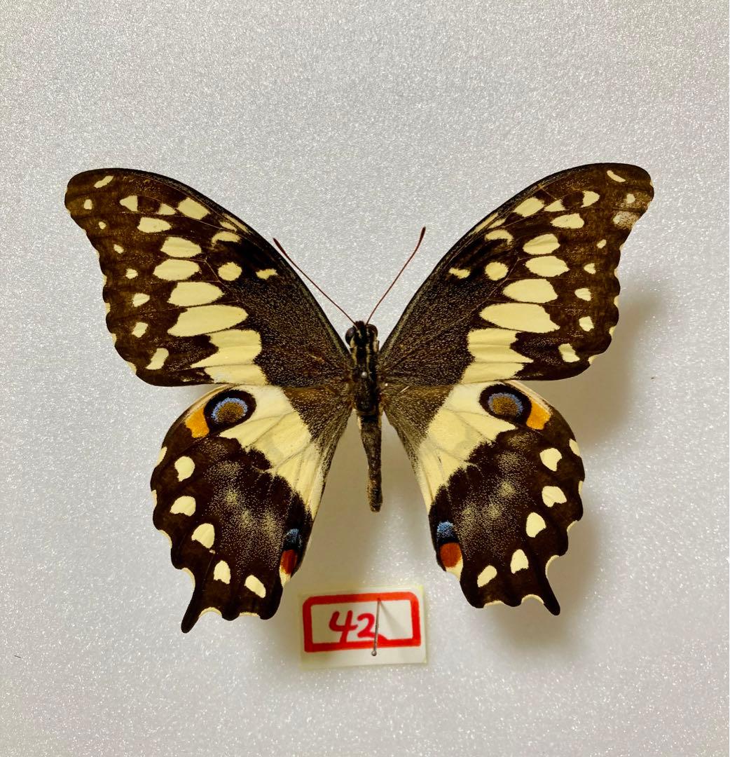 【珍品】モロニド・バーナ（1オス、マダガスカル産）