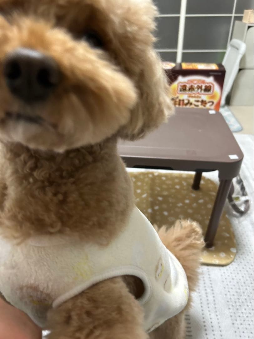 ペット用こたつ にゃんこの和みこたつ