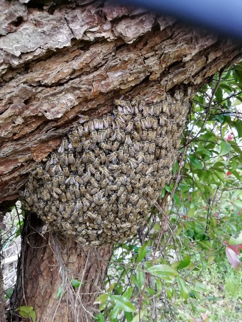 ともさま専用品♥️♥️特別限定セット3品『100%純粋春蜜と天然完熟春蜜』