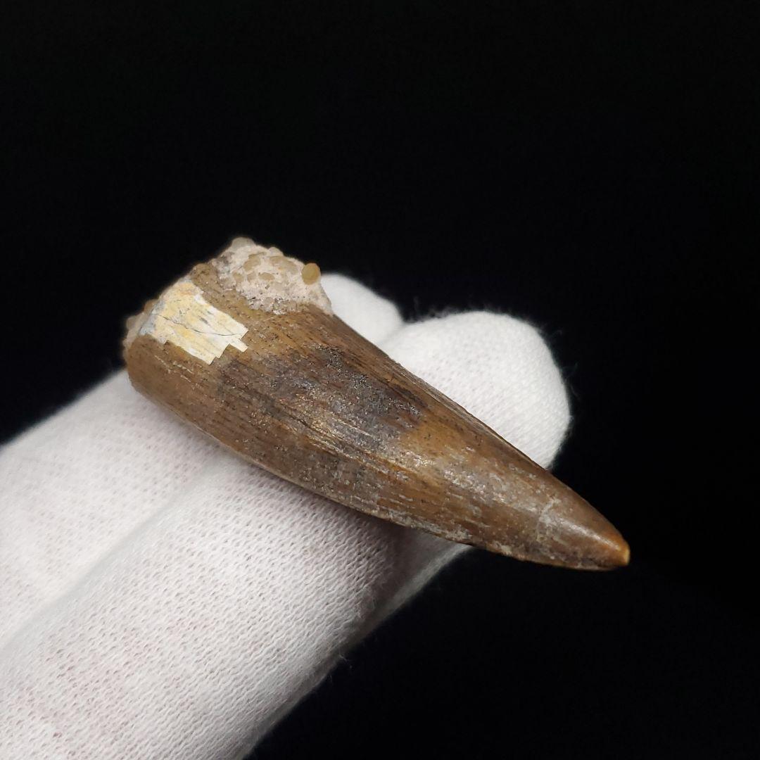 希少 スコミムス 化石 本物 二ジェール産 45.21mm fr145