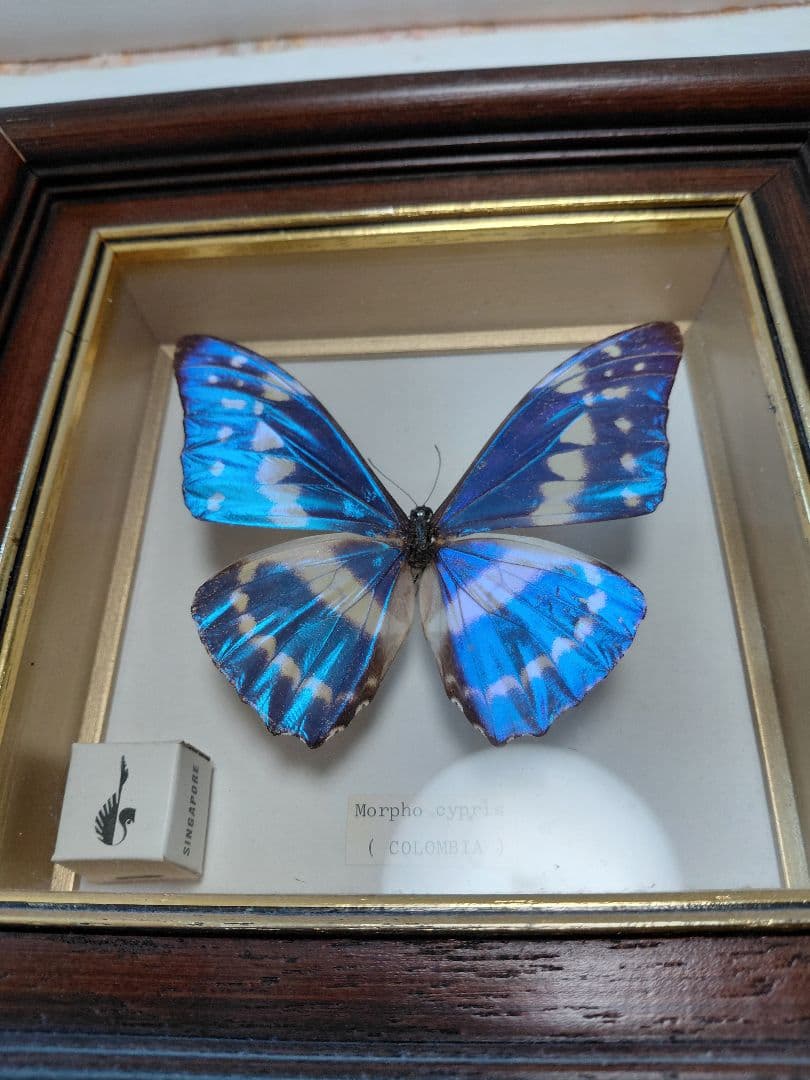 キプリスモルフォ蝶　コロンビア　壁掛け