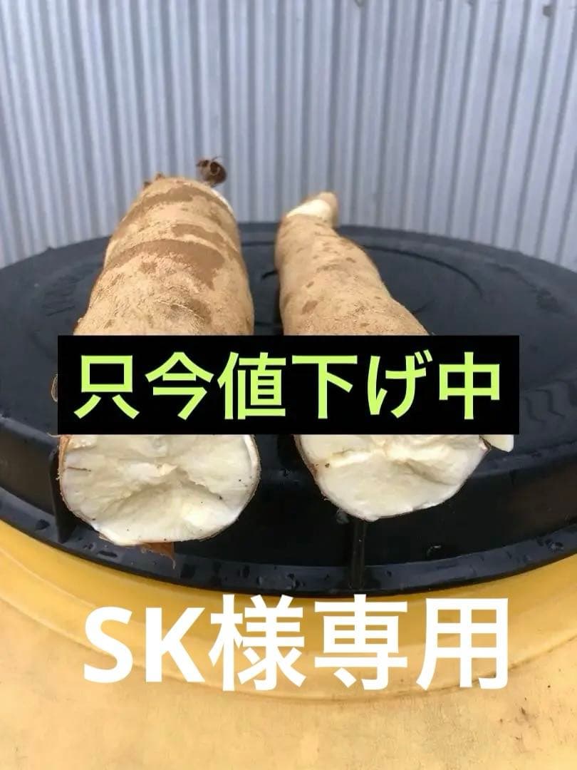 徳之島産キャッサバ生芋イエロー15キロ入り ＳＫです。