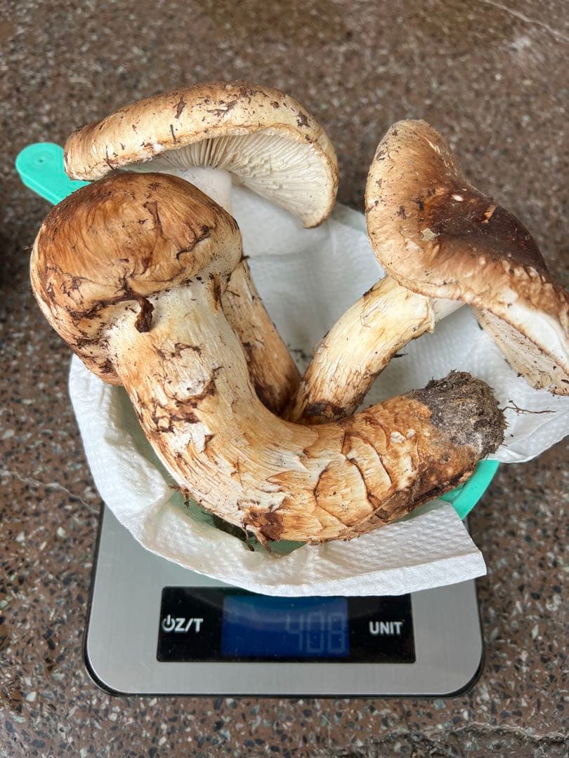 岩手県産 松茸 極上蕾
