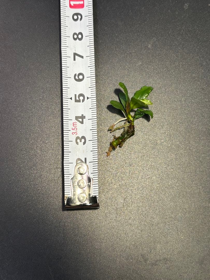 ブセファランドラ sp. \"彩雲\" 山水苑タグ付き