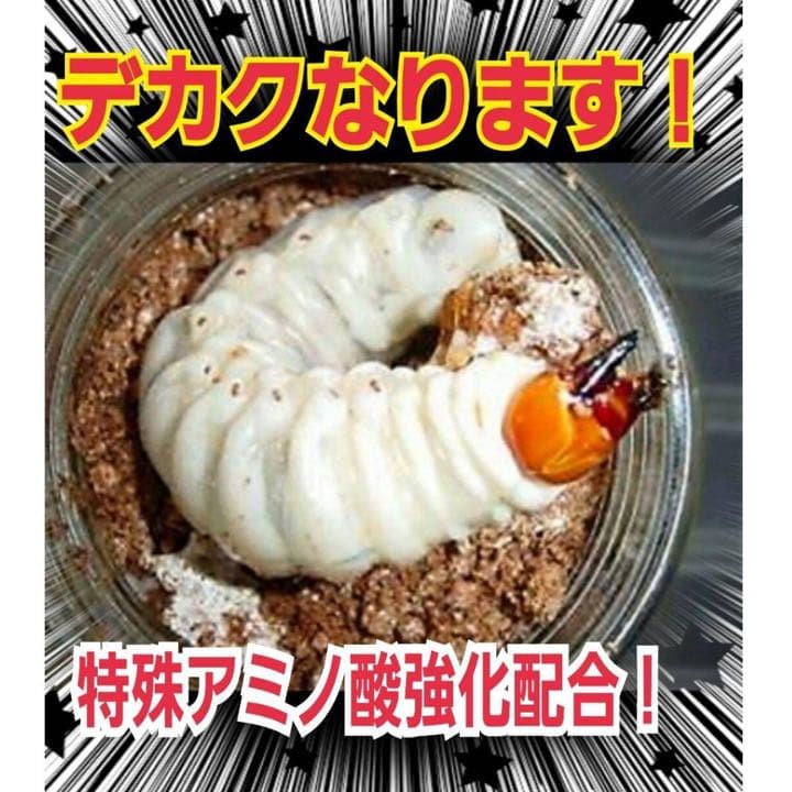 極上！ヒマラヤひらたけ菌糸瓶1500ml【6本】トレハロース、キトサン強化配合！