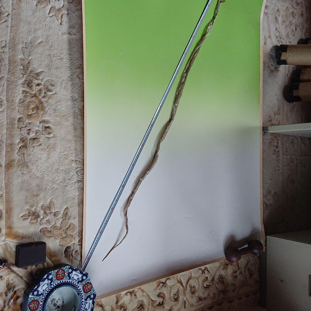 青大将蛇の脱皮