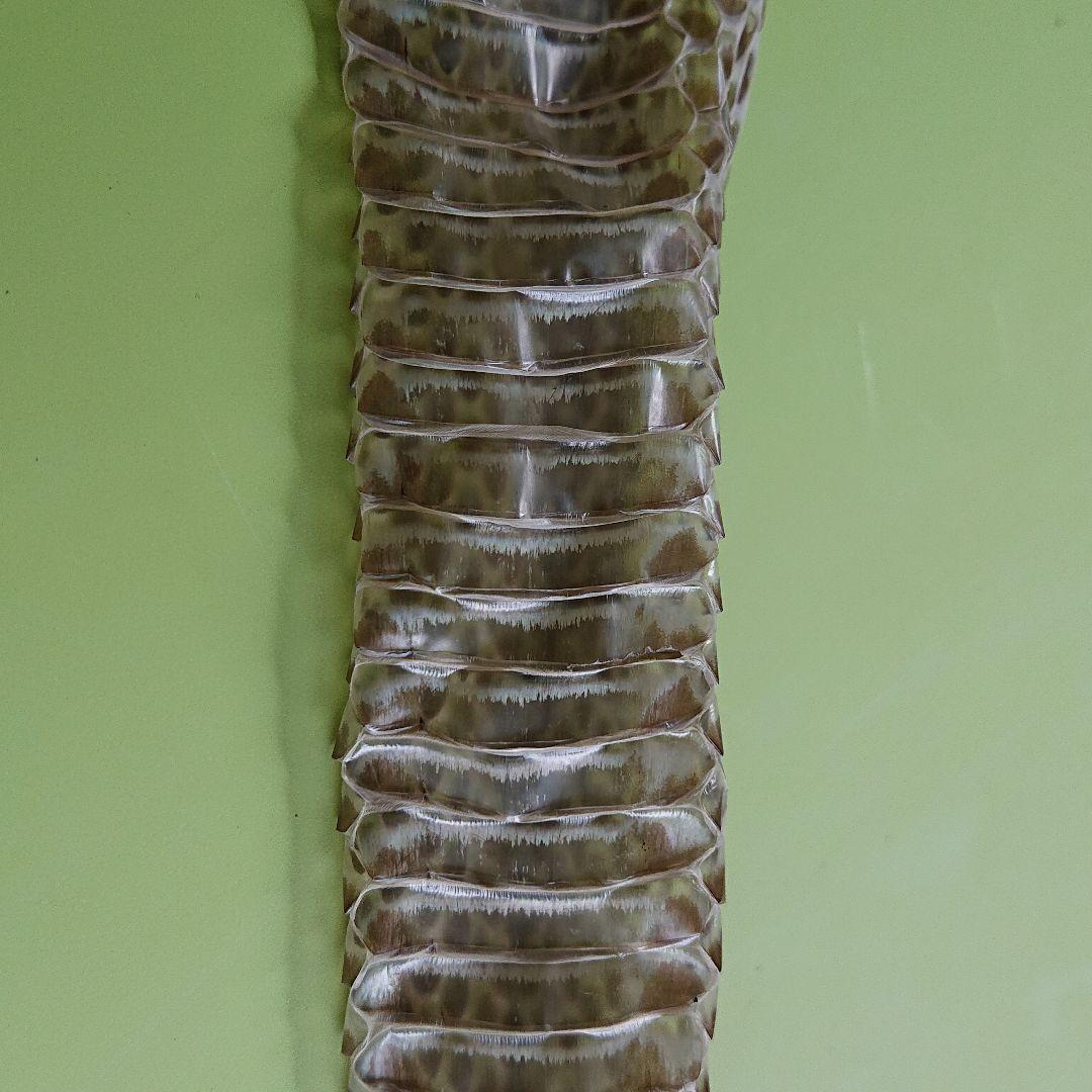 青大将蛇の脱皮