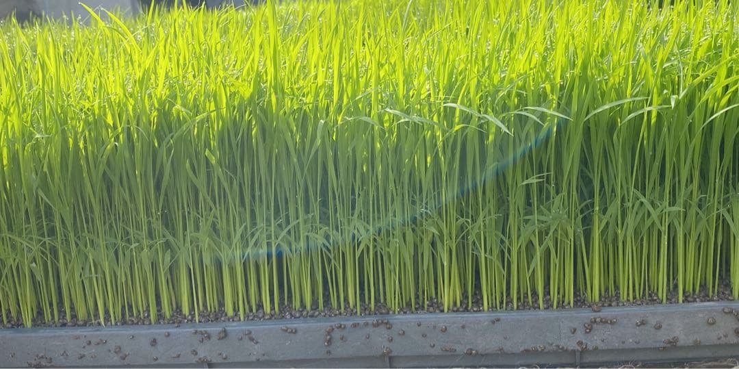 令和７年産　熊本県産　くまさんの輝き　玄米　30キロ　送料込　お米　農家直送