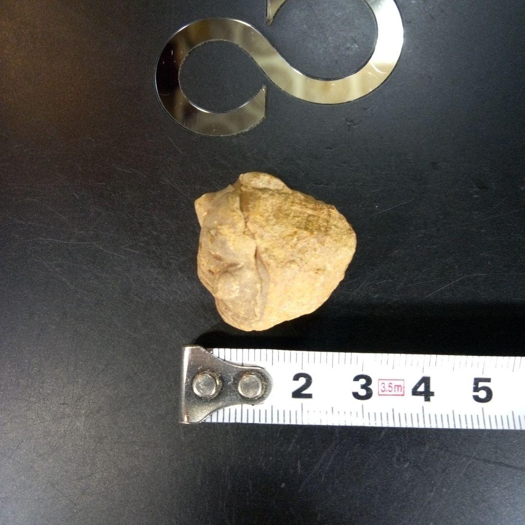 三葉虫　化石　fossil　ボリビア産　trilobite　Bolivia化石⑧