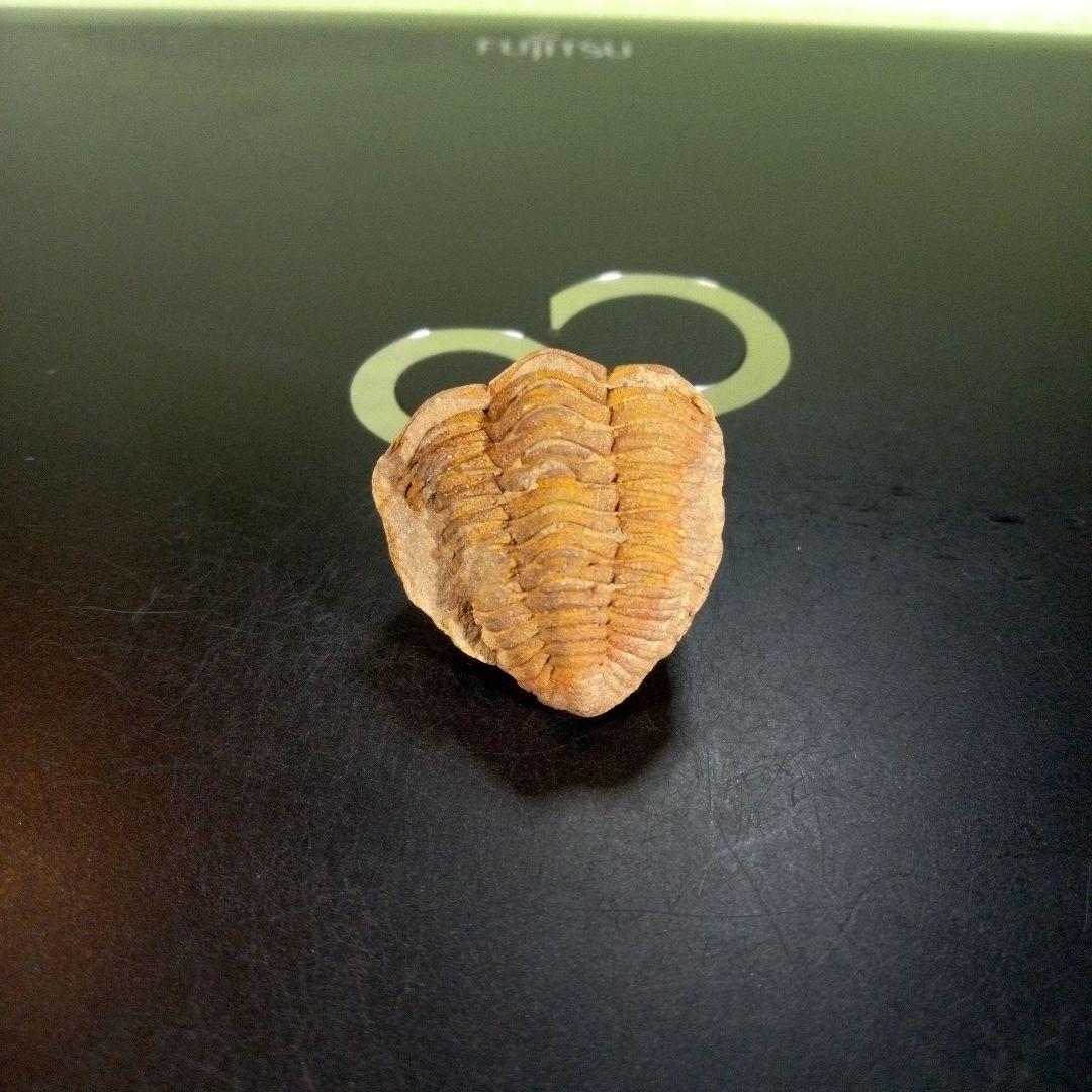 三葉虫　化石　fossil　ボリビア産　trilobite　Bolivia化石⑧