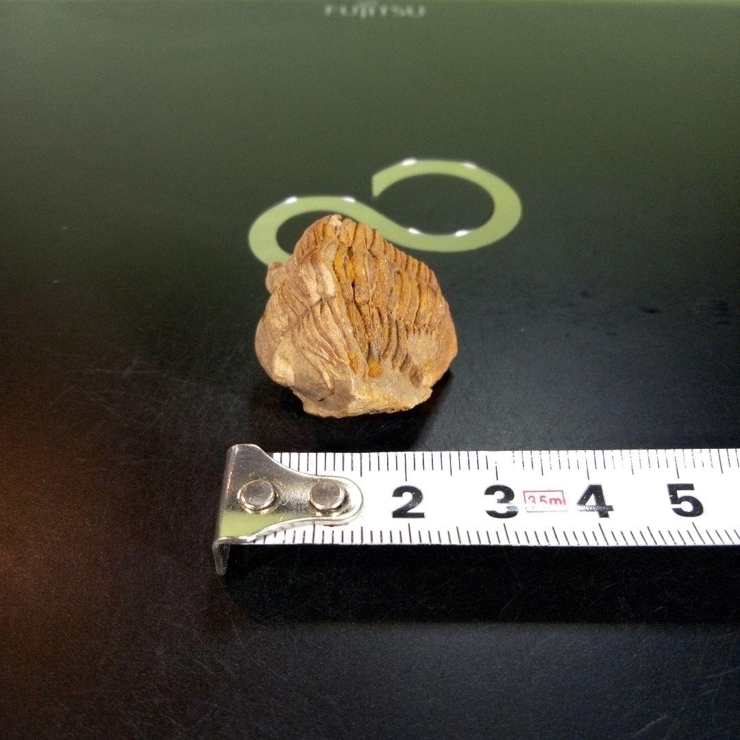 三葉虫　化石　fossil　ボリビア産　trilobite　Bolivia化石⑧