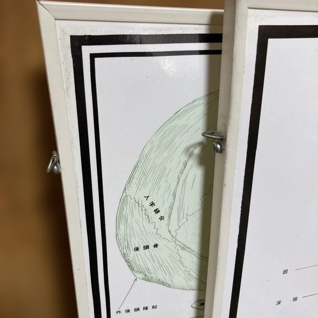 カイロプラクティック　人体神経系統図パネル 自律神経系統図パネル2枚セット